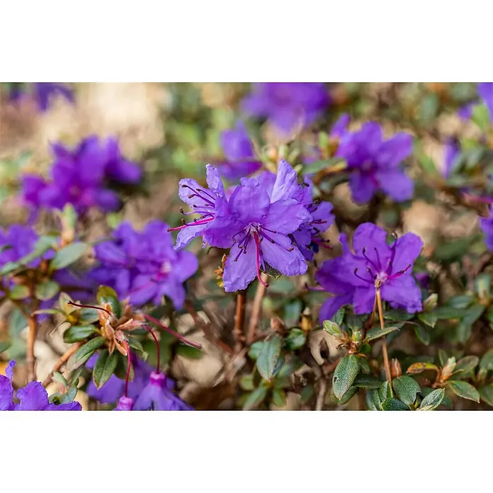 Pflanzen für dich Zwergrhododendron 15-20 cm - Rhododendron impeditum 'Saint Merryn', Violett - Leuchtend violette Blüten mit auffälligen rosa Staubblättern, blühend zwischen grünen Blättern.