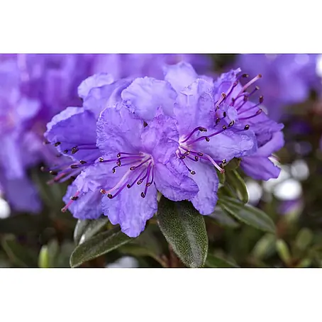 Pflanzen für dich  Zwergrhododendron 20-25 cm
