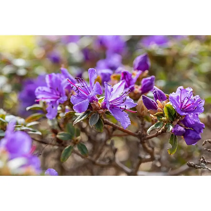Pflanzen für dich Zwergrhododendron 15-20 cm - Rhododendron impeditum 'Saint Merryn', Violett - Nahaufnahme leuchtend violetter Rhododendronblüten in voller Blüte mit Staubblättern und Knospen an einem grünen und braunen Strauch.