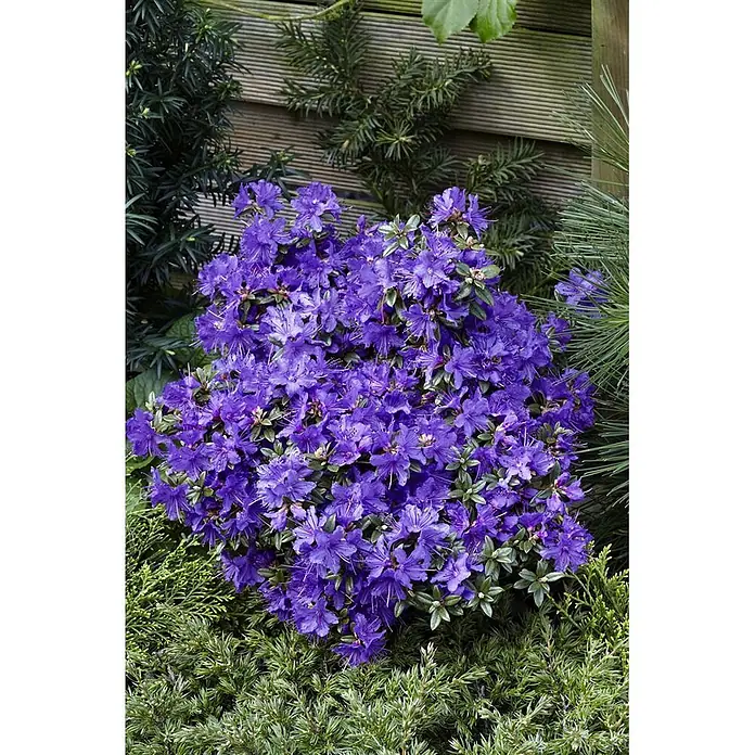 Pflanzen für dich Zwergrhododendron 30-40 cm - Rhododendron impeditum 'Luisella', Violett - Leuchtend lila blühender Rhododendronstrauch mit grünen Blättern, dicht blühend in einer Gartenumgebung.