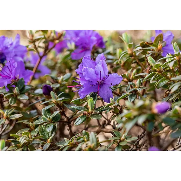 Pflanzen für dich Zwergrhododendron 15-20 cm - Rhododendron impeditum 'Saint Merryn', Violett - Nahaufnahme von leuchtend lila Blüten mit grünen Blättern und rötlichen Staubfäden, blühend an einer Pflanze.