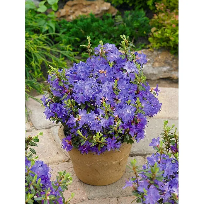 Pflanzen für dich Zwergrhododendron 15-20 cm - Rhododendron impeditum 'Saint Merryn', Violett - Eine lebendige lila Rhododendronpflanze in einem Terrakottatopf auf einer Steinterrasse inmitten von Grün.