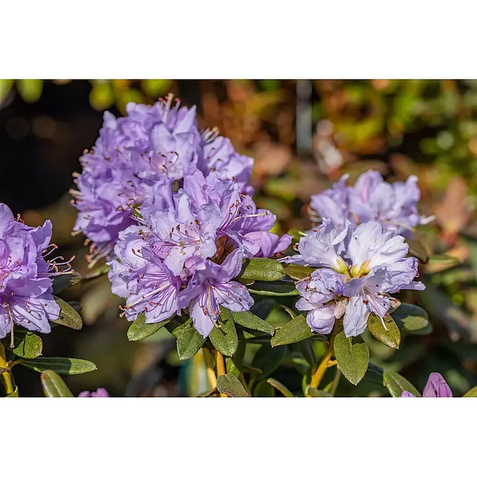 Pflanzen für dich Zwergrhododendron 20-25 cm - Rhododendron impeditum 'Ramapo', Violett - Nahaufnahme leuchtend violetter Blüten mit auffälligen Staubblättern und grünen Blättern an einer Pflanze.