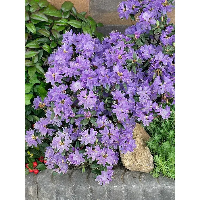 Pflanzen für dich Zwergrhododendron 25-30 cm - Rhododendron impeditum 'Blaue Mauritius', Blau - Lebhaft purpurfarbene Rhododendronblüten, die üppig in einem Gartenbeet blühen, umgeben von grünem Laub und Steinumrandung.