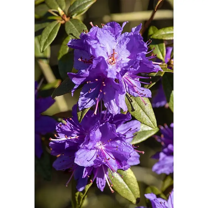 Pflanzen für dich Zwergrhododendron 15-20 cm - Rhododendron impeditum, Violett - Nahaufnahme leuchtend violetter Blüten in voller Blüte, mit sichtbaren Staubblättern und grünen Blättern.