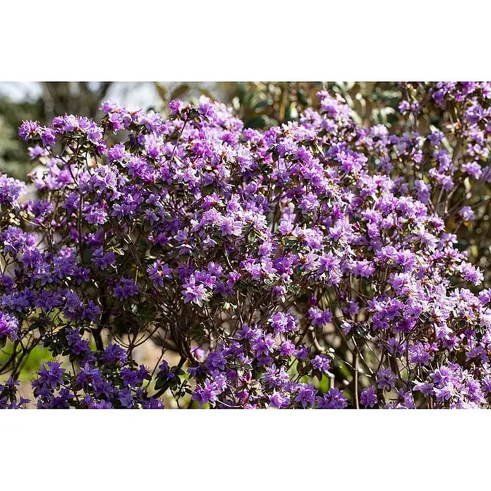 Pflanzen für dich Zwergrhododendron 15-20 cm - Rhododendron impeditum, Violett - Kräftiger lila blühender Busch, bedeckt mit kleinen Blüten.