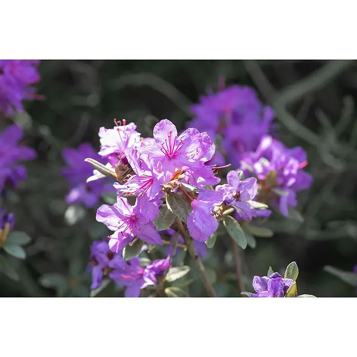 Pflanzen für dich Zwergrhododendron 15-20 cm - Rhododendron impeditum, Violett - Nahaufnahme leuchtend violetter Blüten mit auffälligen Staubblättern vor dunklem, unscharfem Hintergrund.