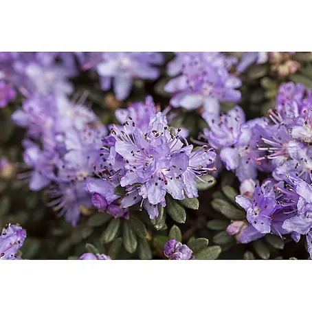 Pflanzen für dich  Zwergrhododendron 40-50 cm