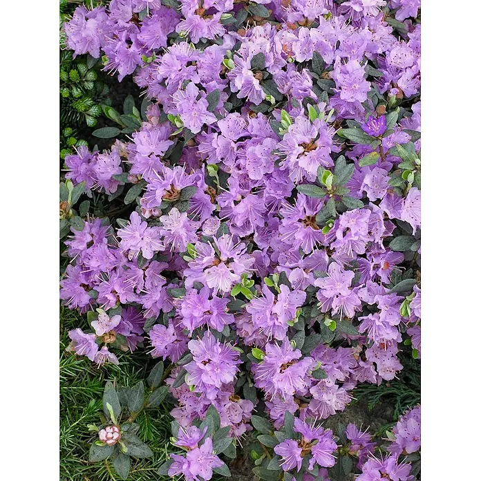 Pflanzen für dich Zwergrhododendron 20-25 cm - Rhododendron impeditum 'Ramapo', Violett - Leuchtend hellviolette, glockenförmige Rhododendronblüten, üppig blühend zwischen dunkelgrünen Blättern.