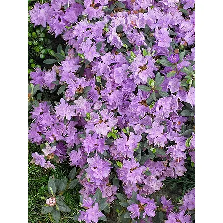 Pflanzen für dich  Zwergrhododendron 30-40 cm