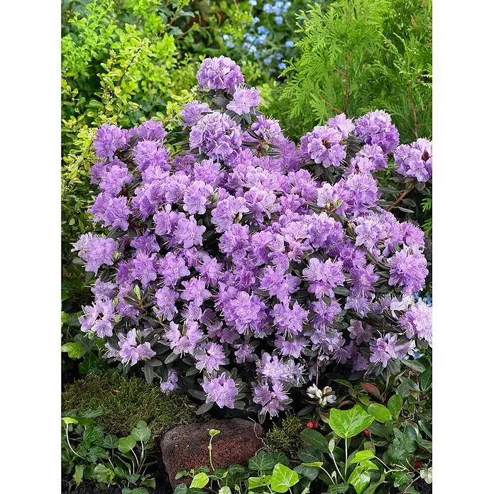 Pflanzen für dich Zwergrhododendron 20-25 cm - Rhododendron impeditum 'Ramapo', Violett - Ein lebhaft violetter, blühender Rhododendronstrauch in voller Pracht.