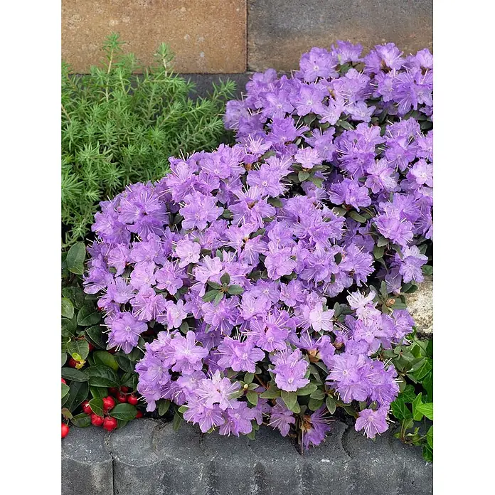 Pflanzen für dich Zwergrhododendron 20-25 cm - Rhododendron impeditum 'Ramapo', Violett - Leuchtend violette Blüten blühen üppig in einem Gartenbeet.