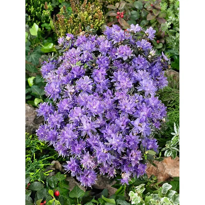 Pflanzen für dich Zwergrhododendron 15-20 cm - Rhododendron impeditum 'Azurika', Violett - Ein kompakter, lila blühender Rhododendronbusch mit zahlreichen sternförmigen Blüten im Garten.