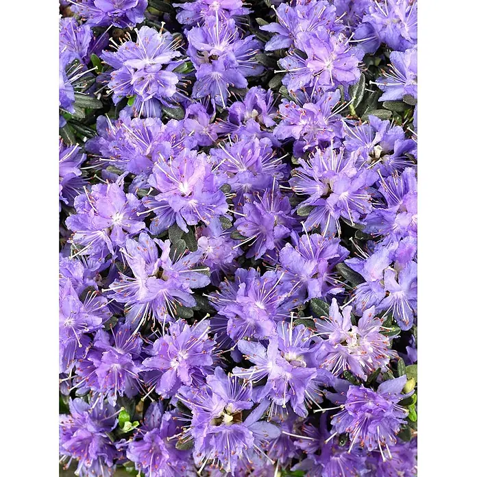 Pflanzen für dich Zwergrhododendron 15-20 cm - Rhododendron impeditum 'Azurika', Violett - Dicht gedrängte, leuchtend violette Blüten mit markanten Staubblättern, die eine üppige Blüte zeigen.