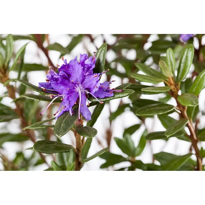 Pflanzen für dich Zwergrhododendron 15-20 cm - Rhododendron impeditum 'Azurika', Violett - Lebendige lila Blüte mit sichtbaren Staubgefäßen, umgeben von texturierten tiefgrünen Blättern.