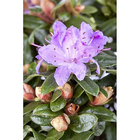 Pflanzen für dich  Zwergrhododendron 25-30 cm