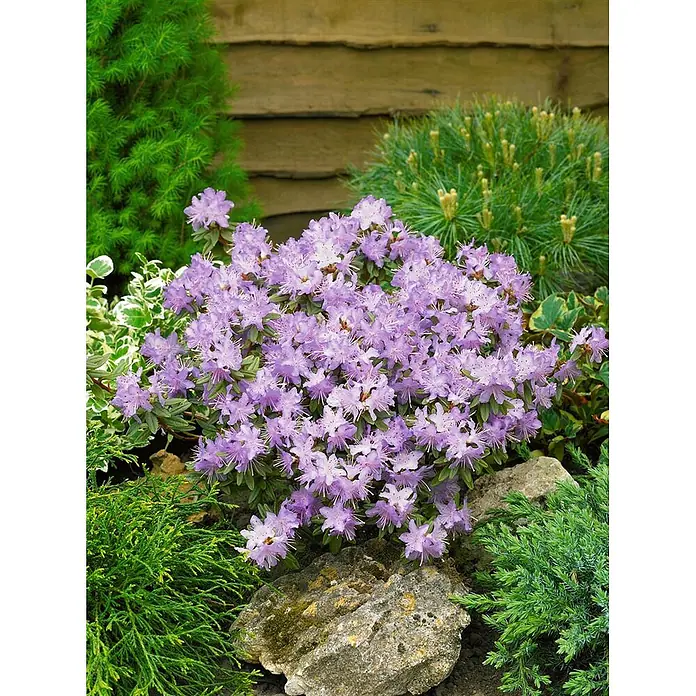 Pflanzen für dich Zwergrhododendron 30-40 cm - Rhododendron impeditum 'Moerheim', Violett - Kompakter lavendelfarbener Rhododendronbusch mit vielen kleinen violetten Blüten in einer Gartenlandschaft.