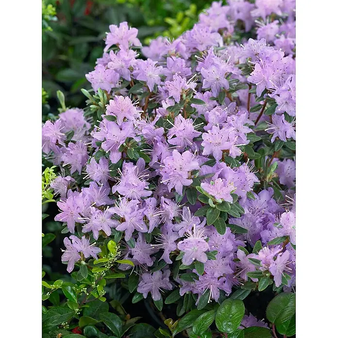 Pflanzen für dich Zwergrhododendron 30-40 cm - Rhododendron impeditum 'Moerheim', Violett - Blühende helllila Blüten mit grünen Blättern.