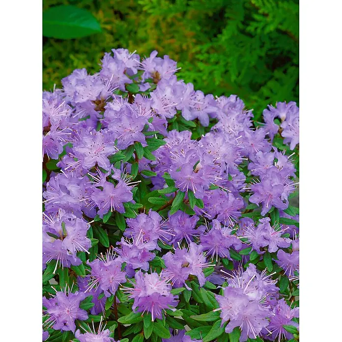 Pflanzen für dich Zwergrhododendron 30-40 cm - Rhododendron impeditum 'Moerheim', Violett - Nahaufnahme zahlreicher leuchtender lila Blüten mit markanten Staubblättern und grünen Blättern.