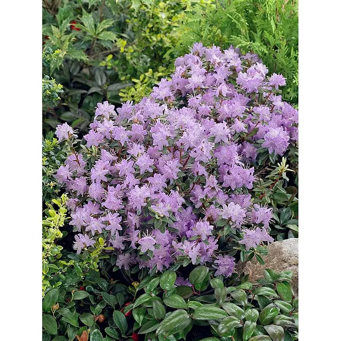 Pflanzen für dich Zwergrhododendron 30-40 cm - Rhododendron impeditum 'Moerheim', Violett - Ein üppiger Rhododendronstrauch, bedeckt mit zahlreichen hellvioletten Blüten, gedeiht in einer Gartenumgebung.