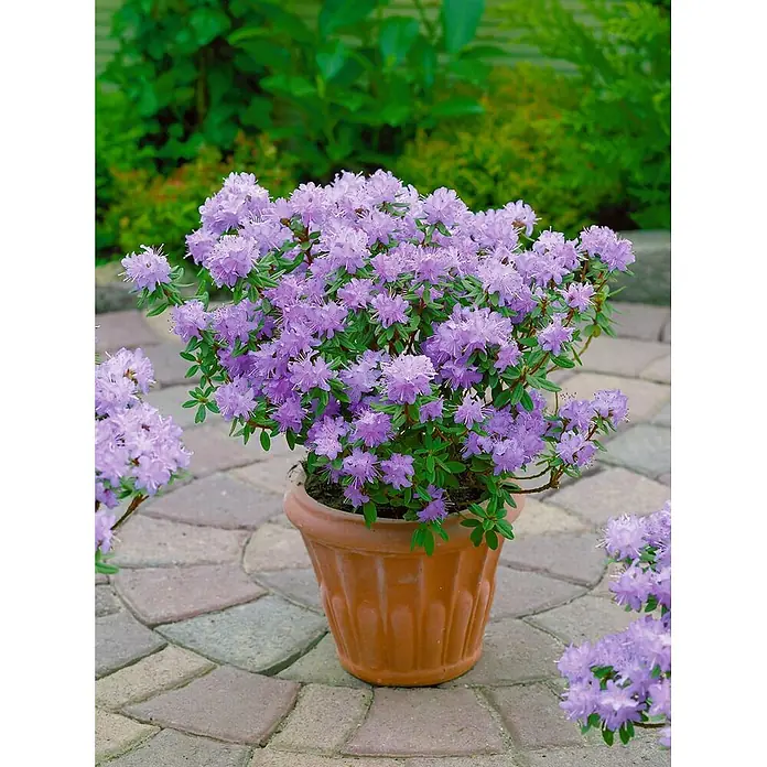 Pflanzen für dich Zwergrhododendron 30-40 cm - Rhododendron impeditum 'Moerheim', Violett - Eine Topf-Azalee mit grünen Blättern und vielen hellvioletten Blüten steht auf einer Steinplatte.