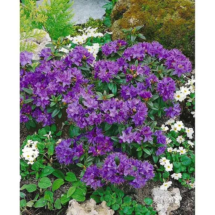 Pflanzen für dich Zwergrhododendron 25-30 cm - Rhododendron impeditum 'Gristede', Violett - Lebendige lila Rhododendronblüten in einer Gartenanlage, umgeben von weißen Primeln, grünem Laub und Natursteinen.