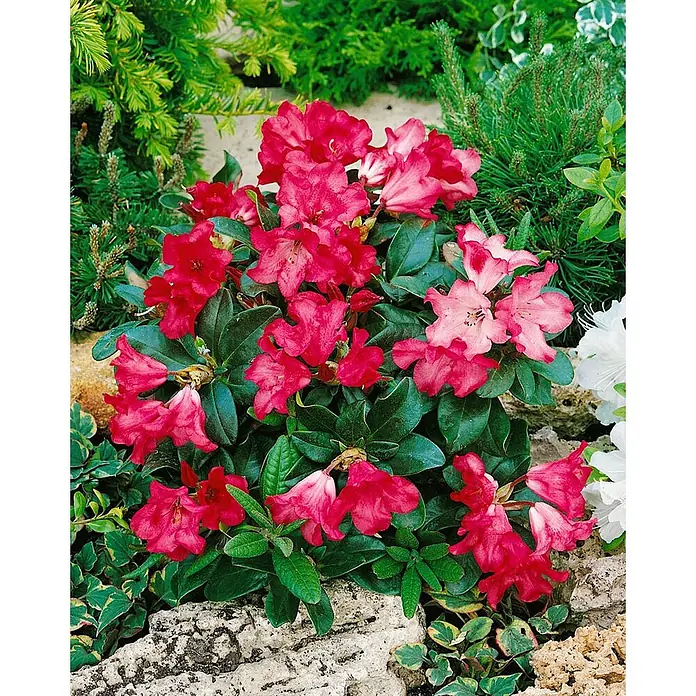 Pflanzen für dich Zwergrhododendron 20-25 cm - Rhododendron repens 'Abendrot', Rot - Roter Rhododendron mit dunkelgrünen Blättern blüht in einem Steingarten.