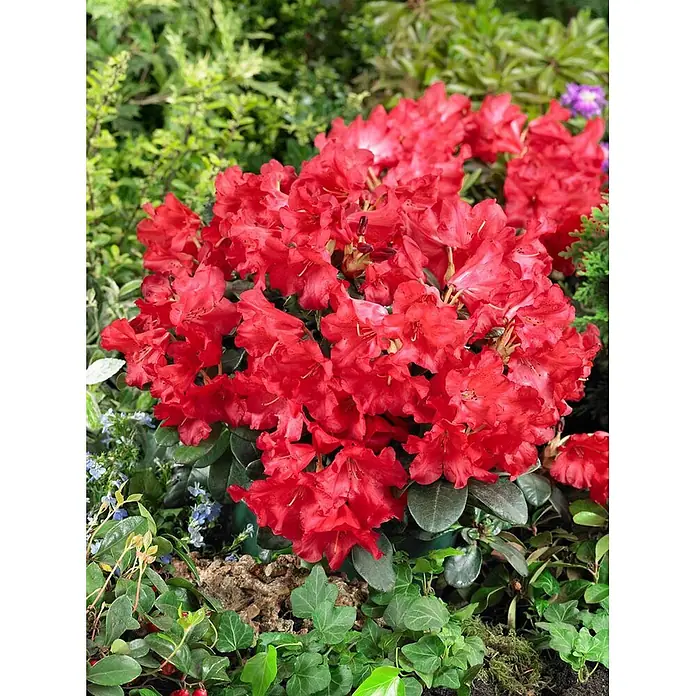Pflanzen für dich Zwergrhododendron 20-25 cm - Rhododendron repens 'Abendrot', Rot - Leuchtend rote Rhododendronpflanze mit dunkelgrünen Blättern in voller Blüte.