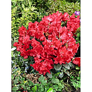 Pflanzen fr dich Zwergrhododendron 20-25 cm online kaufen bei BAUHAUS