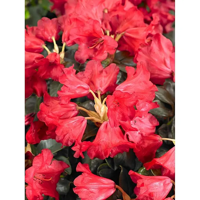 Pflanzen für dich Zwergrhododendron 20-25 cm - Rhododendron repens 'Abendrot', Rot - Lebendige rote Rhododendronblüten in einer Gruppe blühend.