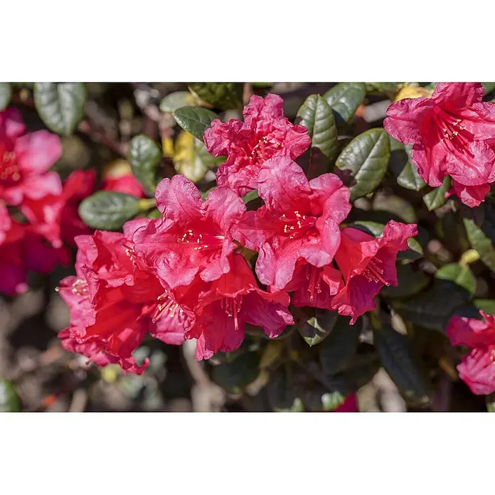 Pflanzen für dich Zwergrhododendron 20-25 cm - Rhododendron repens 'Abendrot', Rot - Lebhaft rosa Rhododendronblüten an einer grünen Pflanze.