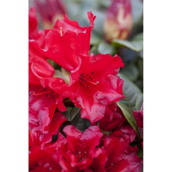 Pflanzen für dich Zwergrhododendron 15-20 cm - Rhododendron repens 'Scarlet Wonder', Rot - Nahaufnahme von leuchtend roten Blüten mit detailreichen Blütenblättern und sichtbaren schwarzen Staubgefäßen.