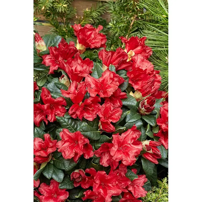 Pflanzen für dich Zwergrhododendron 15-20 cm - Rhododendron repens 'Scarlet Wonder', Rot - Leuchtend rote Rhododendronblüten mit glänzenden grünen Blättern.
