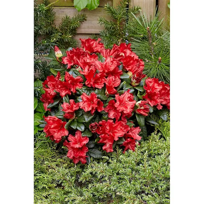 Pflanzen für dich Zwergrhododendron 15-20 cm - Rhododendron repens 'Scarlet Wonder', Rot - Leuchtend rote Rhododendronblüten in einer Gartenumgebung, umgeben von grünem Laub.