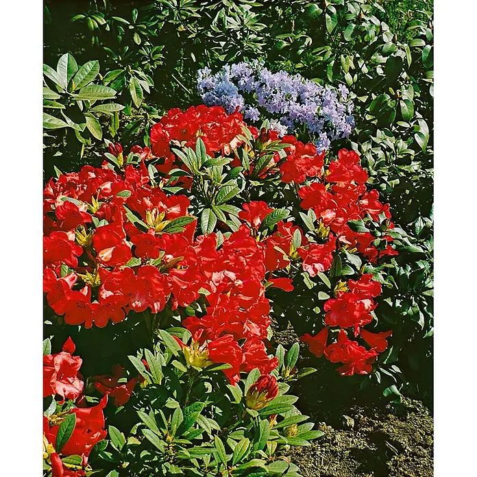 Pflanzen für dich Zwergrhododendron 15-20 cm - Rhododendron repens 'Scarlet Wonder', Rot - Leuchtend rote und violette Rhododendren blühen in einem üppigen Garten mit grünem Laub.