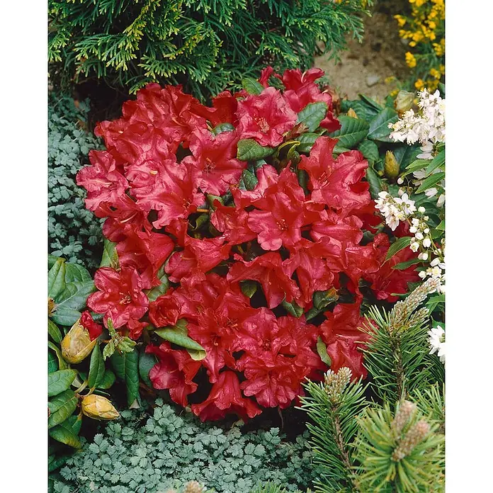 Pflanzen für dich Zwergrhododendron 15-20 cm - Rhododendron repens 'Scarlet Wonder', Rot - Lebhaft rote Rhododendronblüten blühen üppig inmitten vielfältigem grünen Laub in einem Garten.