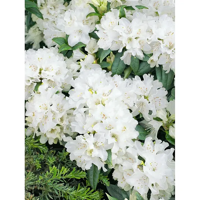 Pflanzen für dich Zwergrhododendron 25-30 cm - Rhododendron 'Dora Amateis', Weiß - Lebendige weiße Rhododendronblüten mit dunkelgrünen Blättern.