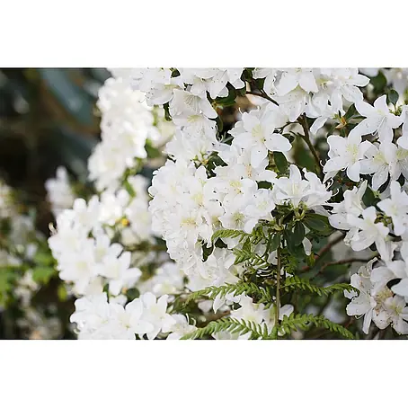 Pflanzen für dich  Japanische Azalee 25-30 cm