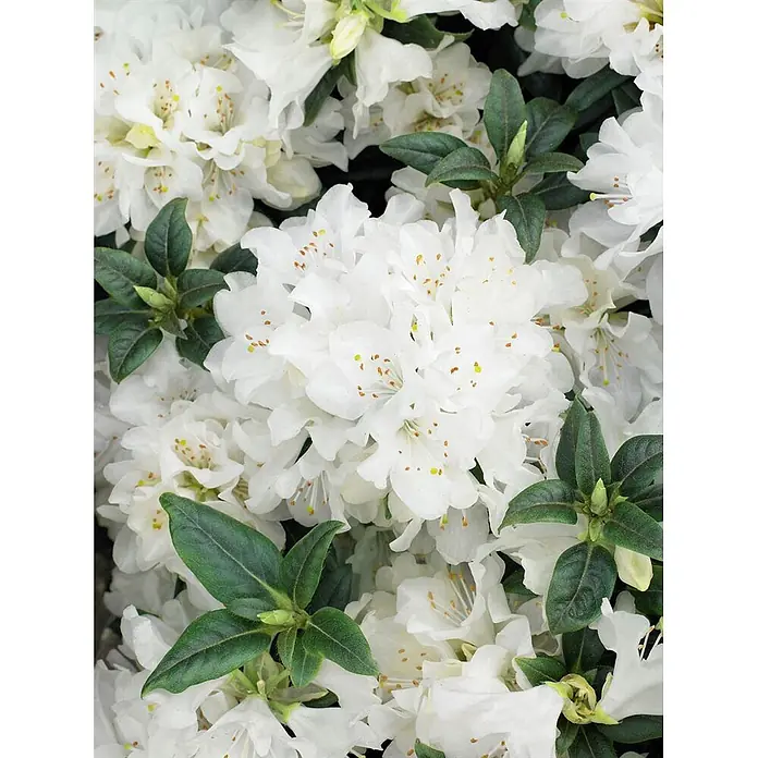 Pflanzen für dich Zwergrhododendron 25-30 cm - Rhododendron 'Dora Amateis', Weiß - Nahaufnahme von strahlend weißen Azaleenblüten mit gelben Staubgefäßen, umgeben von dunkelgrünen Blättern.