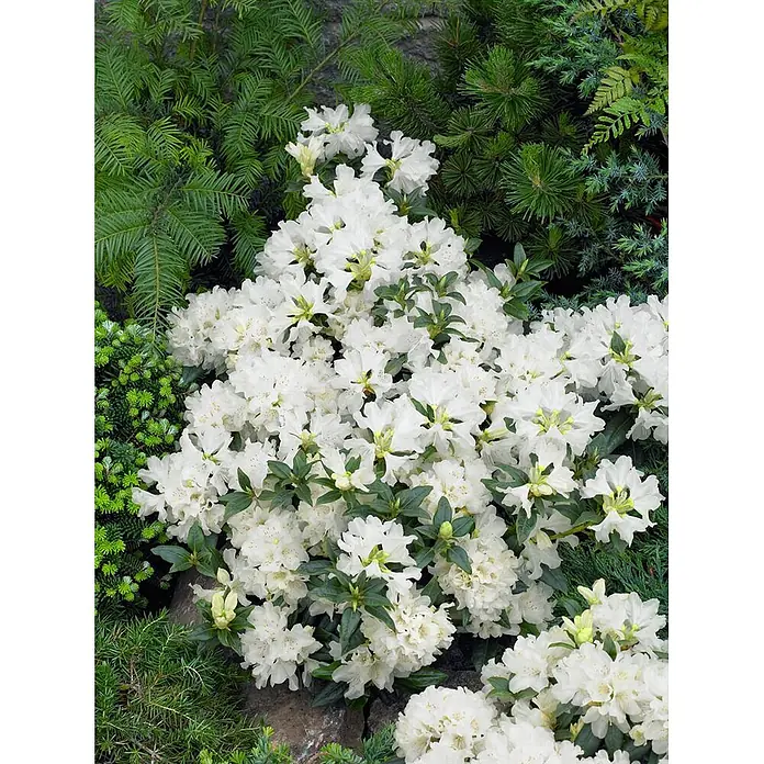 Pflanzen für dich Zwergrhododendron 25-30 cm - Rhododendron 'Dora Amateis', Weiß - Üppig blühende weiße Rhododendren, umgeben von verschiedenen grünen Nadelgehölzen in einer Gartenlandschaft.