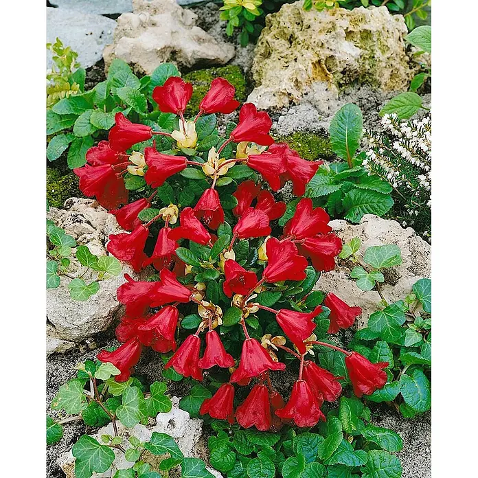 Pflanzen für dich Zwergrhododendron 30-40 cm - Rhododendron repens 'Carmen', Rot - Rote glockenförmige Blüten einer Pflanze im Steingarten.