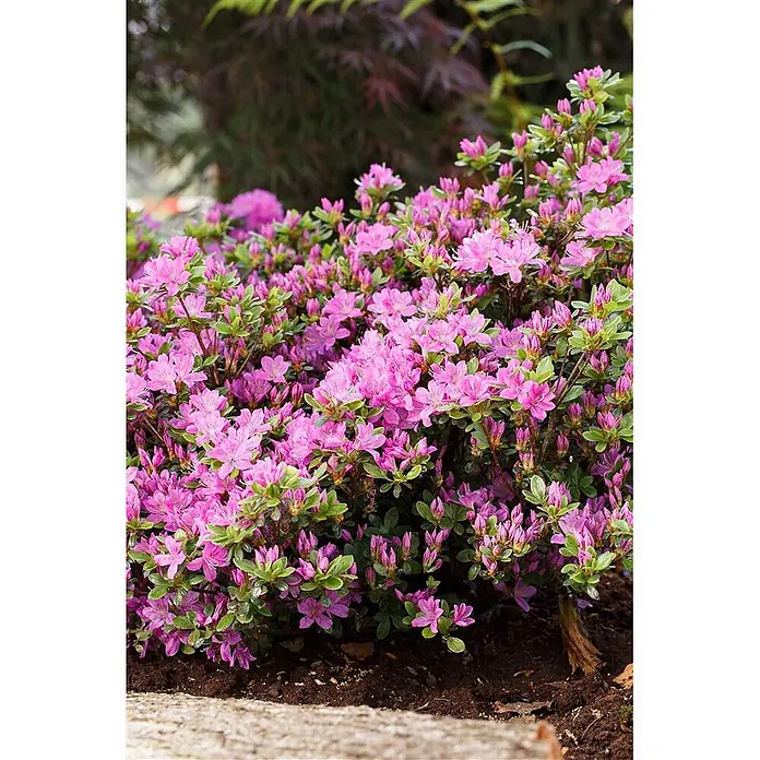 Pflanzen für dich Zwergrhododendron 15-20 cm - Rhododendron obtusum 'Diamant Enzianblau', Blau - Leuchtend pinkfarbener Azaleenbusch in voller Blüte mit grünen Blättern, in dunkler Erde gepflanzt.