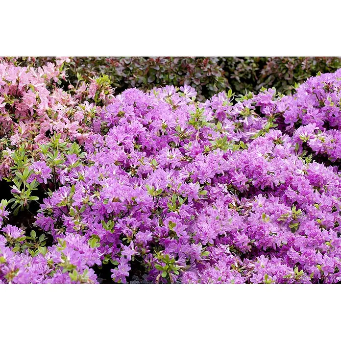 Pflanzen für dich Japanische Azalee 15- 20 cm - Rhododendron obtusum 'Maruschka', Rot - Dichtes Beet aus leuchtend lila und rosa blühenden Rhododendren mit grünem Laub.