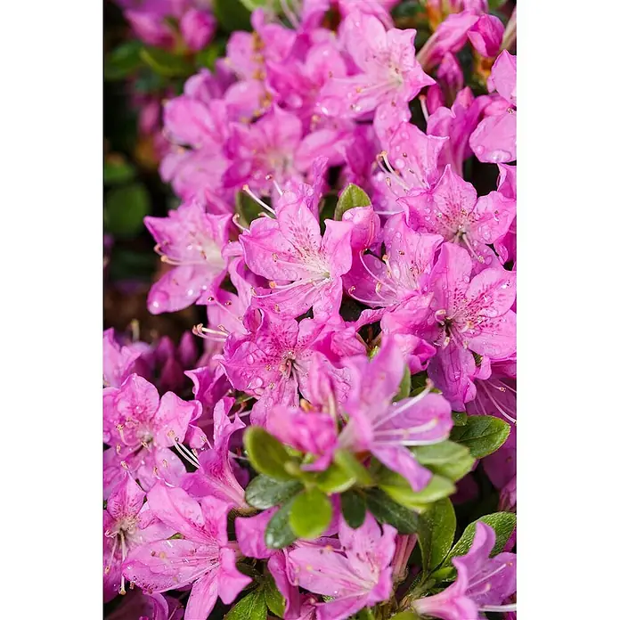Pflanzen für dich Zwergrhododendron 15-20 cm - Rhododendron obtusum 'Diamant Enzianblau', Blau - Leuchtend rosa Blüten mit Wassertropfen und grünen Blättern.