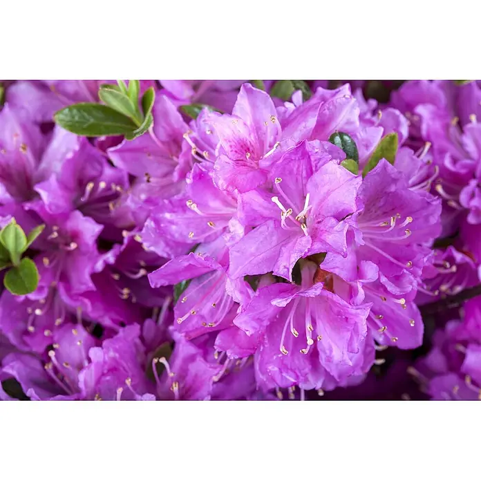 Pflanzen für dich Zwergrhododendron 15-20 cm - Rhododendron obtusum 'Diamant Enzianblau', Blau - Lebendige magentafarbene Blüten mit markanten Staubblättern und grünen Blättern.
