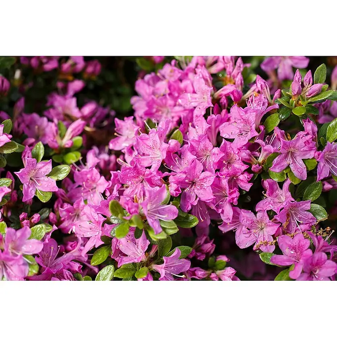 Pflanzen für dich Zwergrhododendron 15-20 cm - Rhododendron obtusum 'Diamant Enzianblau', Blau - Leuchtend rosa Blüten mit grünen Blättern und Wassertropfen.
