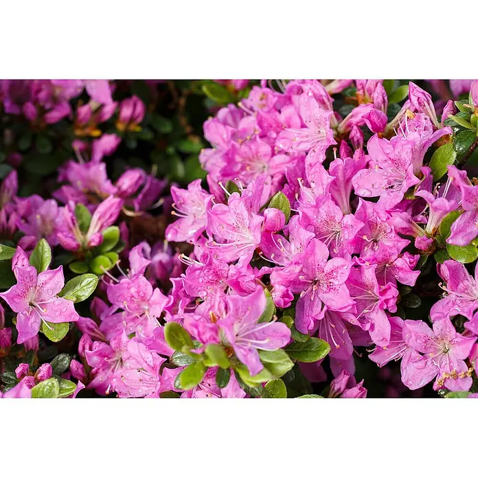 Pflanzen für dich Zwergrhododendron 15-20 cm - Rhododendron obtusum 'Diamant Enzianblau', Blau - Lebendige rosa Blüten mit zarten Blütenblättern, die mit kleinen Wassertröpfchen bedeckt sind.