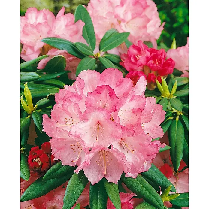 Pflanzen für dich Zwergrhododendron 25-30 cm - Rhododendron yakushimanum 'Barmstedt', Rosa - Leuchtend rosa Rhododendronblüten mit sattgrünen Blättern.