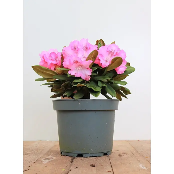 Pflanzen für dich Zwergrhododendron 25-30 cm - Rhododendron yakushimanum 'Barmstedt', Rosa - Üppige rosafarbene Rhododendronpflanze mit grünen Blättern im grauen Topf.