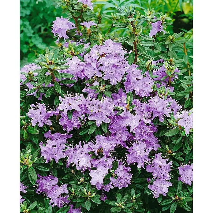 Pflanzen für dich Zwergrhododendron 11x11 cm - Rhododendron impeditum 'Blumiria', Violett - Busch mit leuchtend violetten Blüten und grünen Blättern.